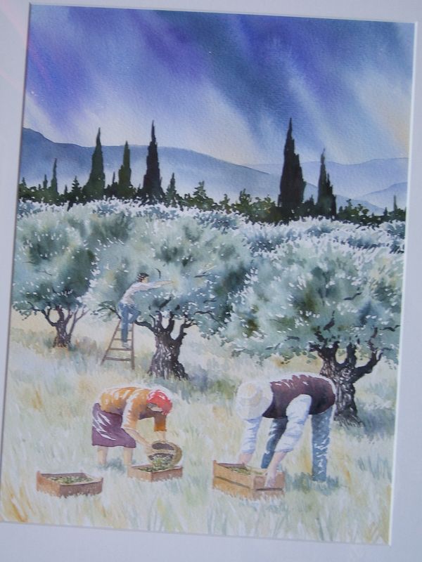 La Cueillette des Olives (30x40)
