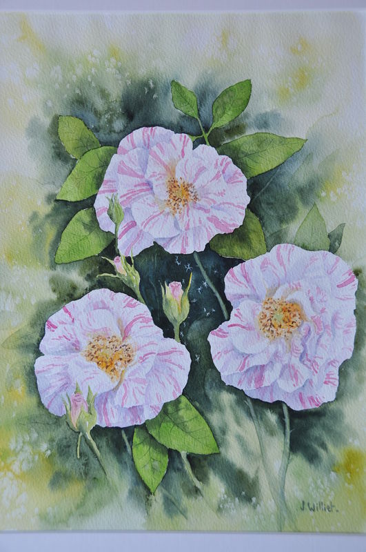 Les Roses Anciennes (30x40)