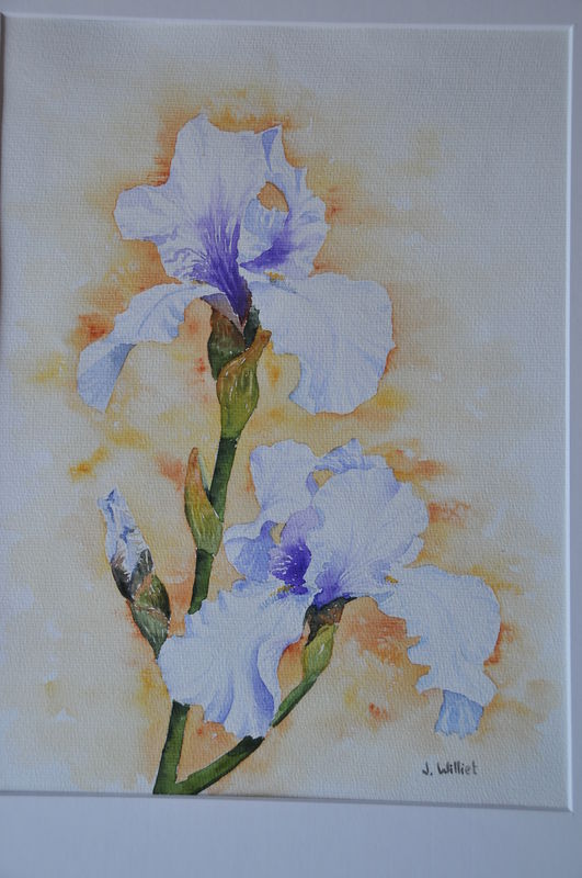 Les Iris Blancs (30x40)