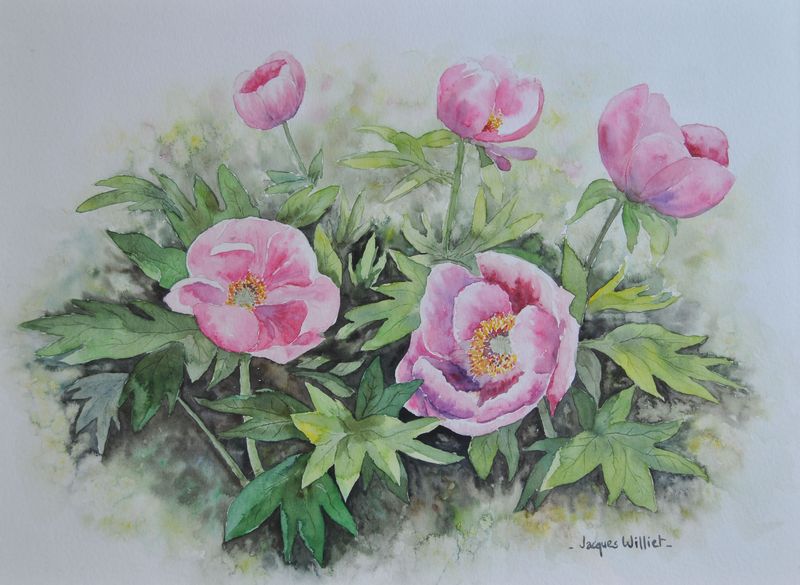 Les Pivoines Sauvages (25x35)